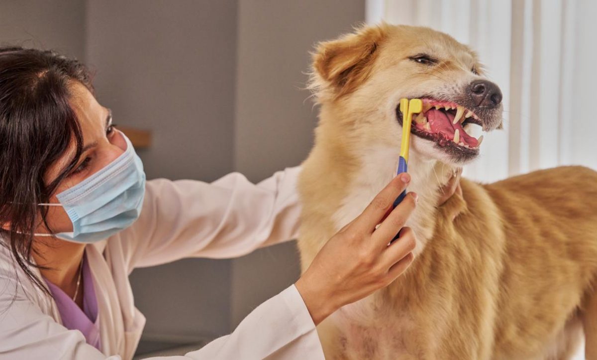¿Cada cuánto deben visitar el veterinario tus mascotas? Descúbrelo ahora
