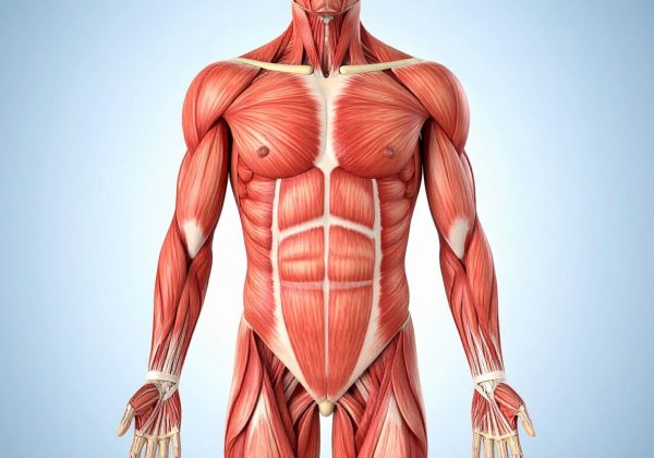 ¿Cuáles son los secretos más sorprendentes del cuerpo humano?