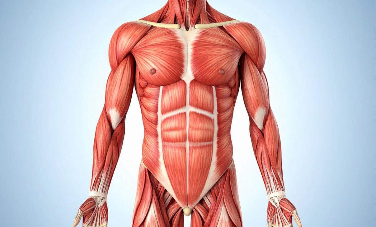 ¿Cuáles son los secretos más sorprendentes del cuerpo humano?