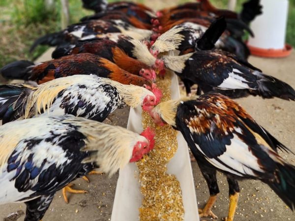 ¿Qué comen los gallos de pelea para ganar en el ruedo Conozca la dieta de los siete granos